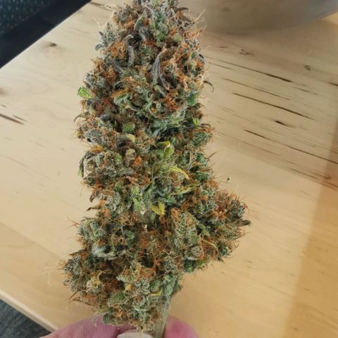 Gorilla glue auto #1 growlog timeline photo