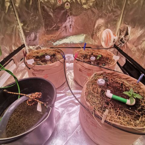 Gorilla glue auto #1 growlog timeline photo