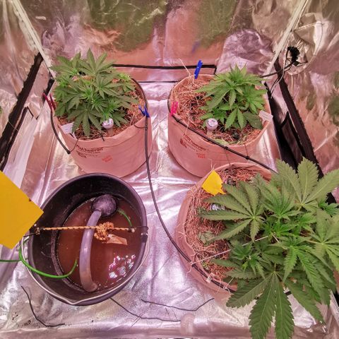 Gorilla glue auto #1 growlog timeline photo