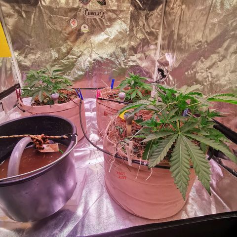 Gorilla glue auto #1 growlog timeline photo