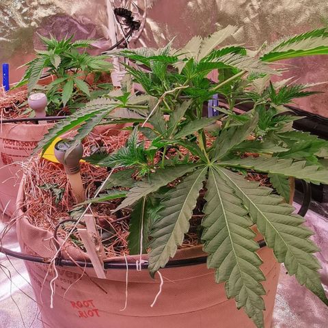 Strawberry cheesecake #2 growlog timeline photo