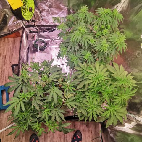 Gorilla glue auto #1 growlog timeline photo