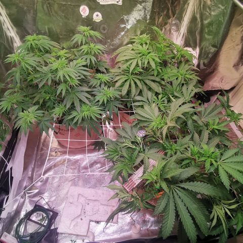 Gorilla glue auto #1 growlog timeline photo