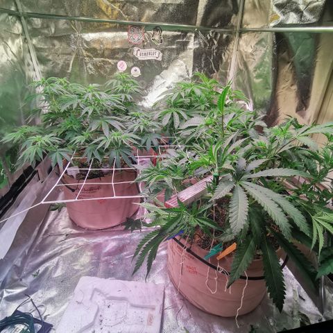 Gorilla glue auto #1 growlog timeline photo