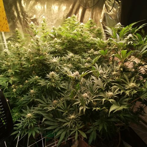Gorilla glue auto #1 growlog timeline photo