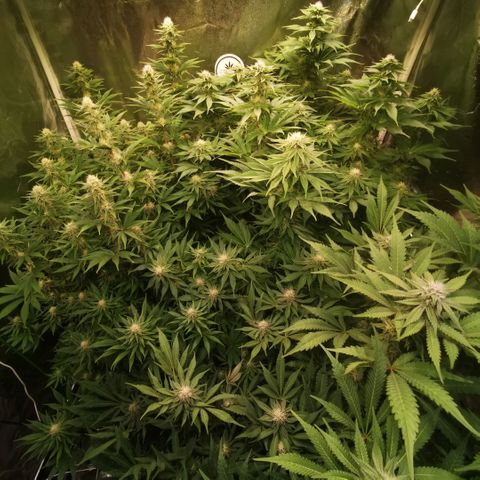 Gorilla glue auto #1 growlog timeline photo