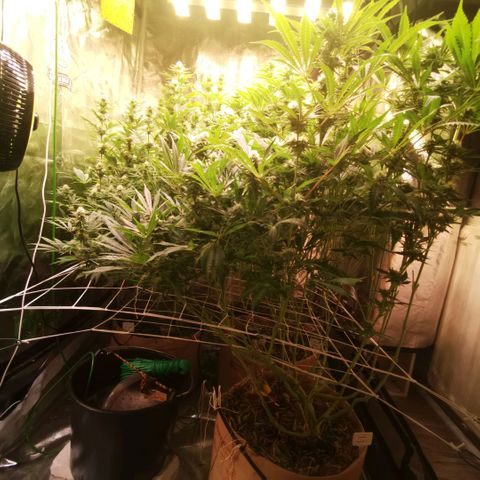 Gorilla glue auto #1 growlog timeline photo