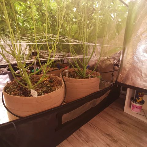 Gorilla glue auto #1 growlog timeline photo