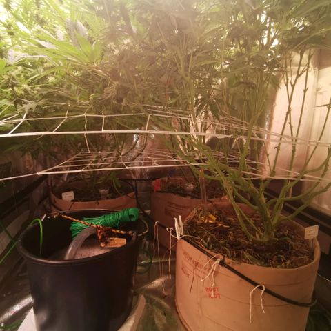 Gorilla glue auto #1 growlog timeline photo