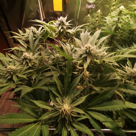 Strawberry cheesecake #2 growlog timeline photo