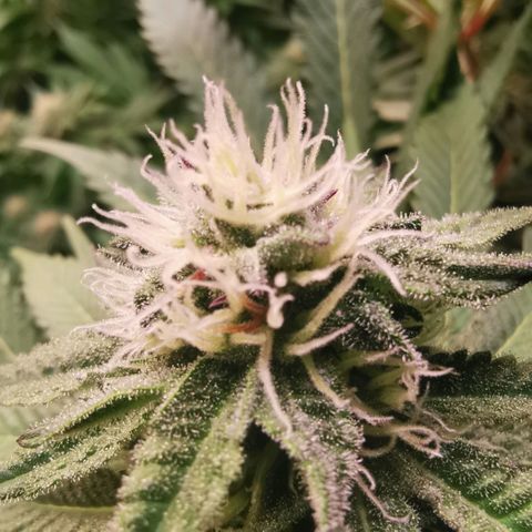 Strawberry cheesecake #2 growlog timeline photo