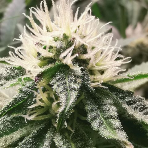 Strawberry cheesecake #2 growlog timeline photo