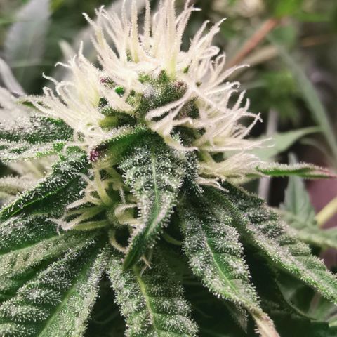 Strawberry cheesecake #2 growlog timeline photo