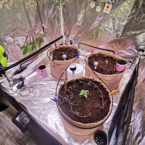 Strawberry cheesecake #2 growlog timeline photo