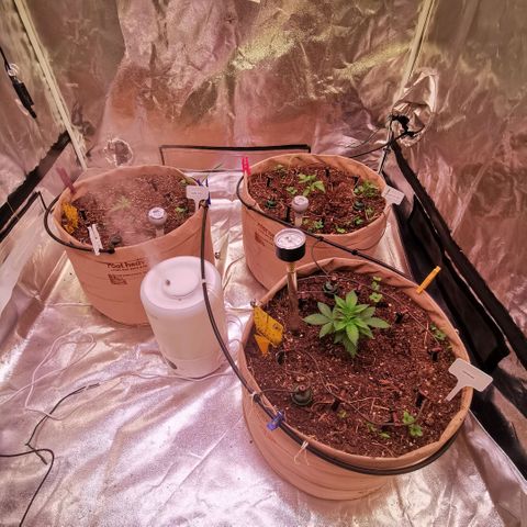 Strawberry cheesecake #2 growlog timeline photo