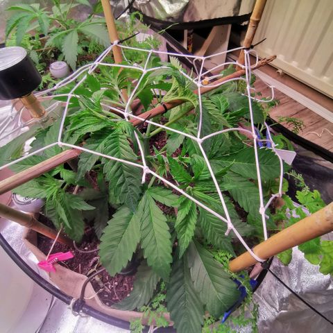 Strawberry cheesecake #2 growlog timeline photo