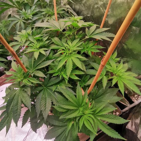 Strawberry cheesecake #2 growlog timeline photo