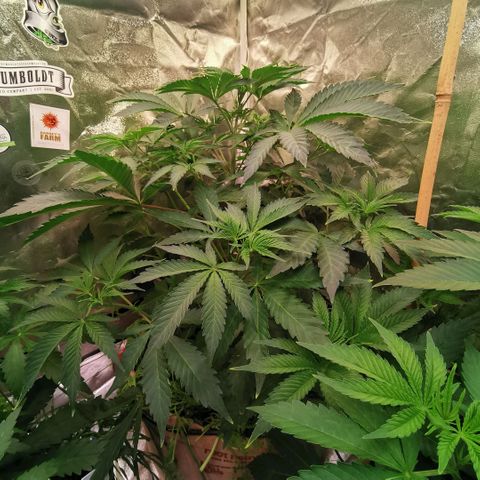 Strawberry cheesecake #2 growlog timeline photo
