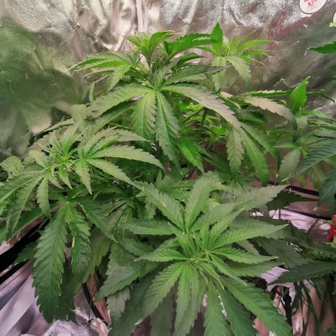Strawberry cheesecake #2 growlog timeline photo
