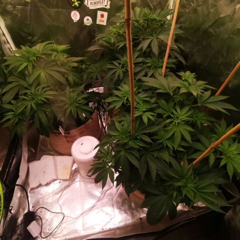 Strawberry cheesecake #2 growlog timeline photo
