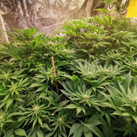 Strawberry cheesecake #2 growlog timeline photo
