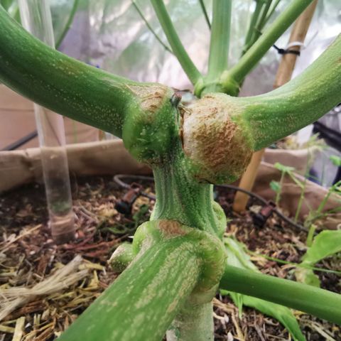 Strawberry cheesecake #2 growlog timeline photo