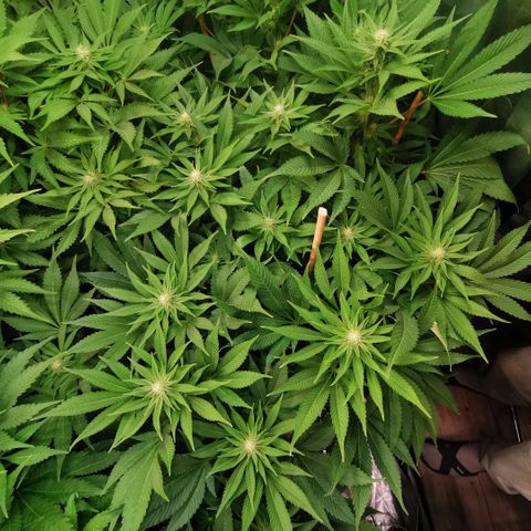 Strawberry cheesecake #2 growlog timeline photo
