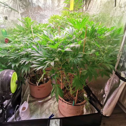 Strawberry cheesecake #2 growlog timeline photo