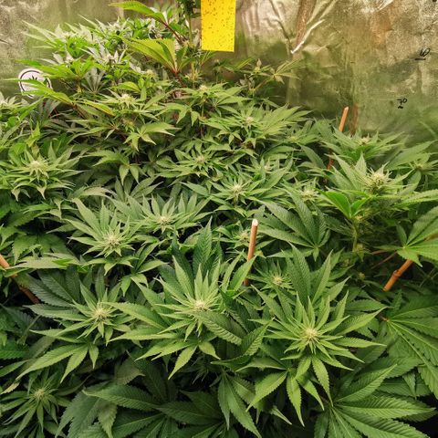 Strawberry cheesecake #2 growlog timeline photo