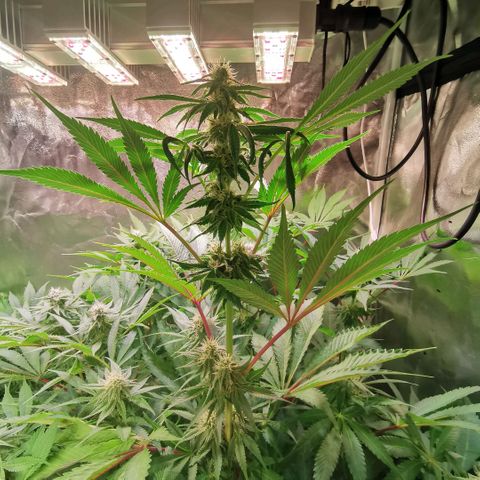 Strawberry cheesecake #2 growlog timeline photo