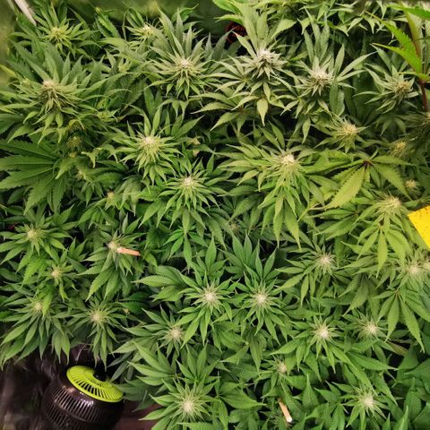 Strawberry cheesecake #2 growlog timeline photo