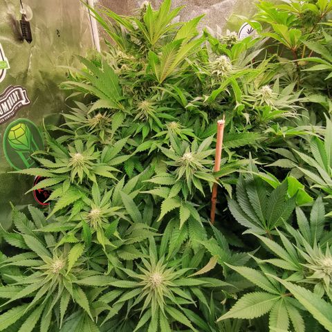 Strawberry cheesecake #2 growlog timeline photo
