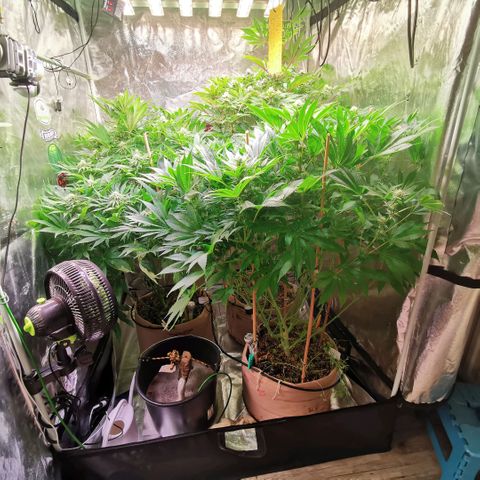 Strawberry cheesecake #2 growlog timeline photo
