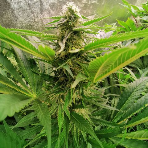 Strawberry cheesecake #2 growlog timeline photo
