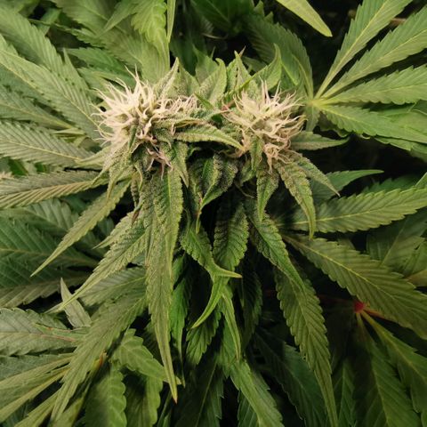 Strawberry cheesecake #2 growlog timeline photo