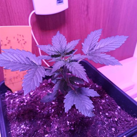 HK#2 growlog timeline photo