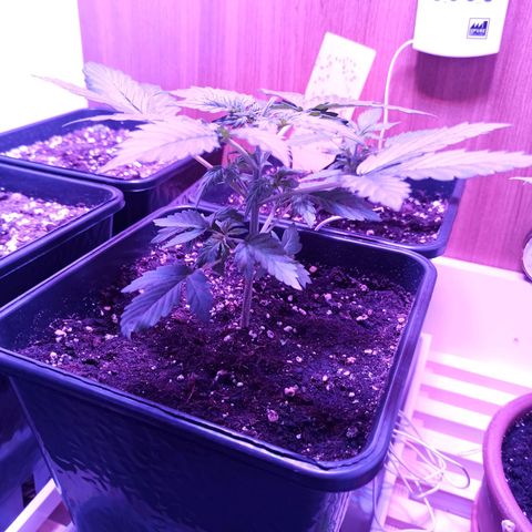 HK#2 growlog timeline photo