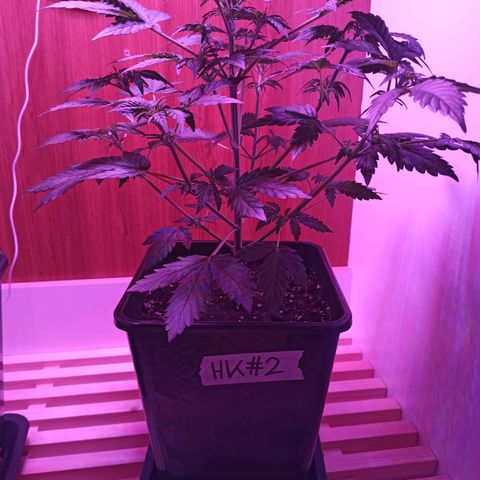 HK#2 growlog timeline photo