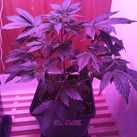 HK#2 growlog timeline photo