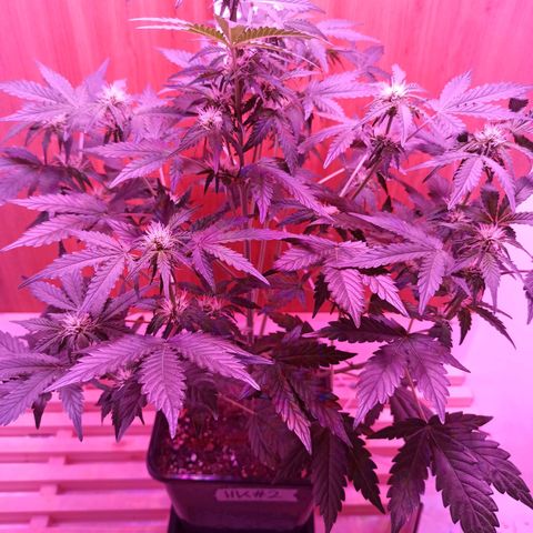HK#2 growlog timeline photo