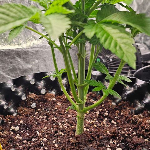 Mimosa evo orange punch  #3 growlog timeline photo