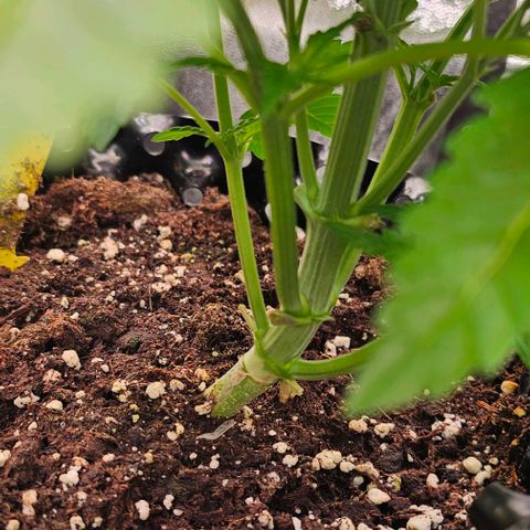 Mimosa evo orange punch  #1 growlog timeline photo