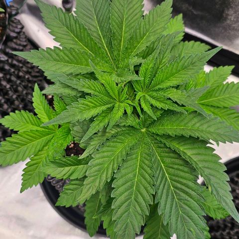 Mimosa evo orange punch  #1 growlog timeline photo