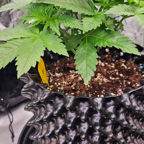 Mimosa evo orange punch  #2 growlog timeline photo