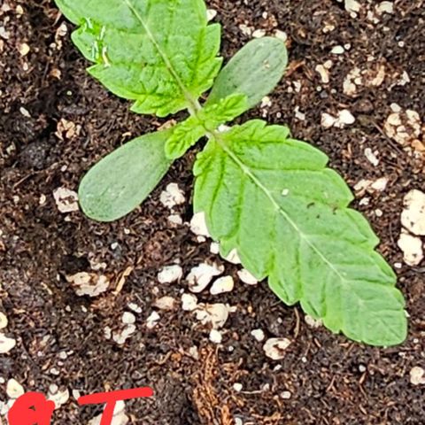 Mimosa evo orange punch  #2 growlog timeline photo