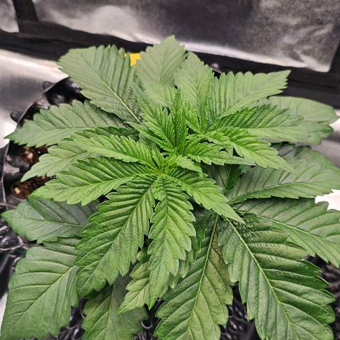 Mimosa evo orange punch  #2 growlog photo: 23 Tage alt