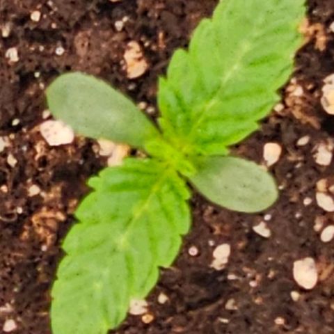 Mimosa evo orange punch  #1 growlog timeline photo