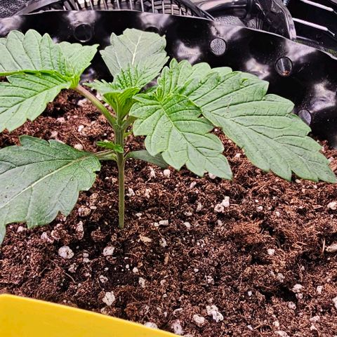 Mimosa evo orange punch  #1 growlog timeline photo