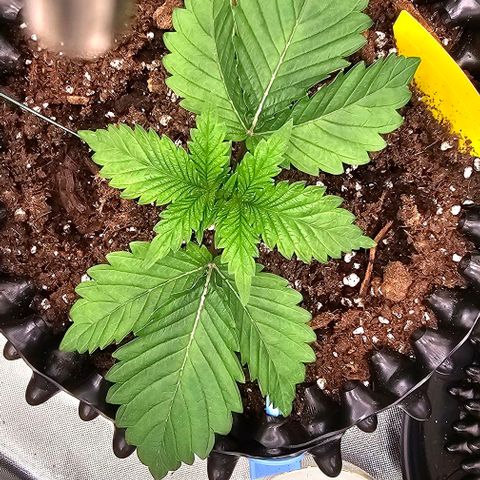Mimosa evo orange punch  #1 growlog timeline photo