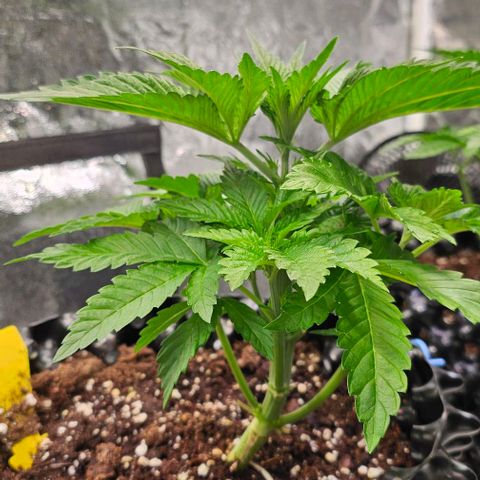 Mimosa evo orange punch  #1 growlog timeline photo